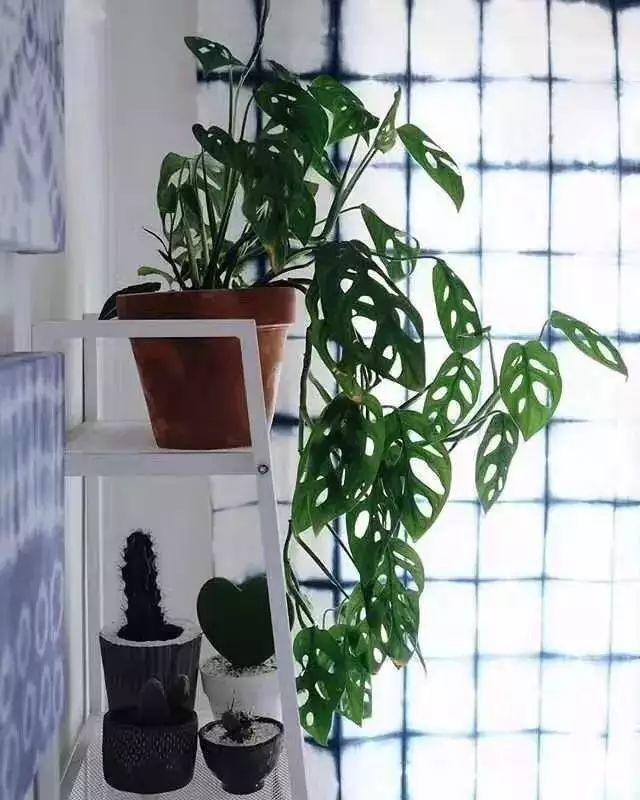 这4种花, 越丑越要养, 越养越漂亮, 神奇了!