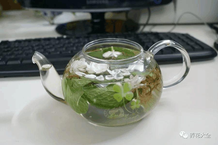 夏天养盆它, 赏完花还能泡水喝, 清热又解暑!