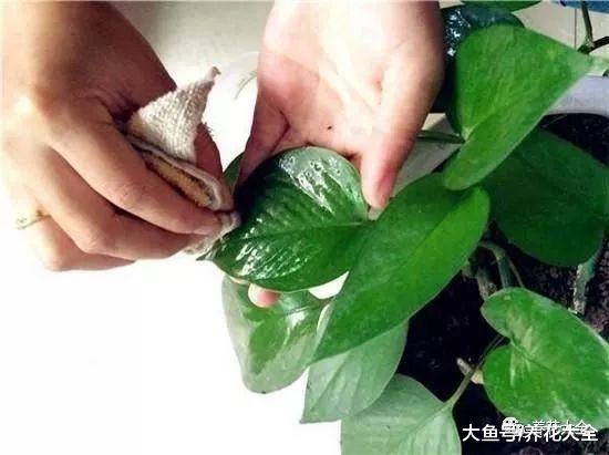 天越来越热, 别忘了给花用点这个, 叶子变得又绿又亮!