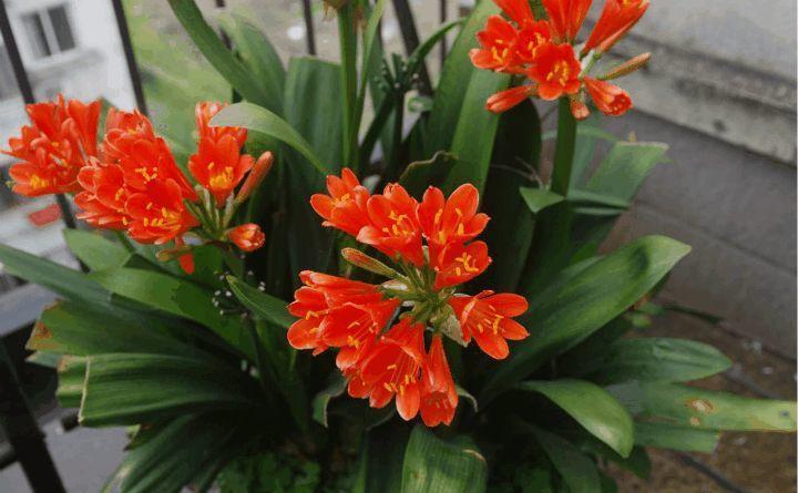 他的君子兰年年开花, 连结10个果, 到底咋养的?