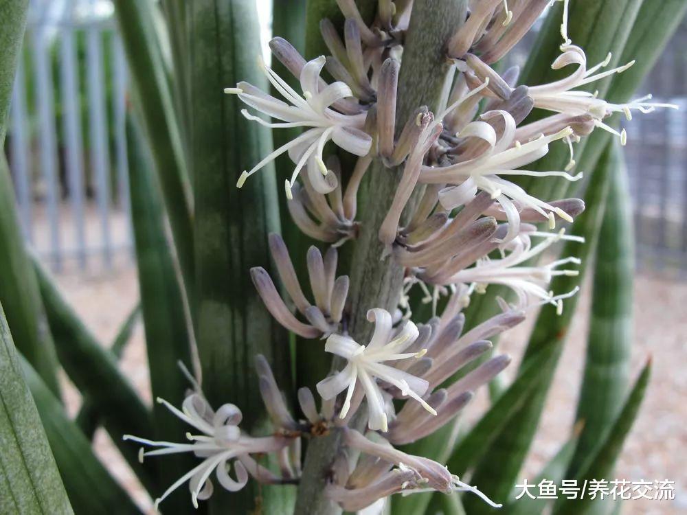 叶子长得像棍子一般的虎皮兰, 没想到还能开花