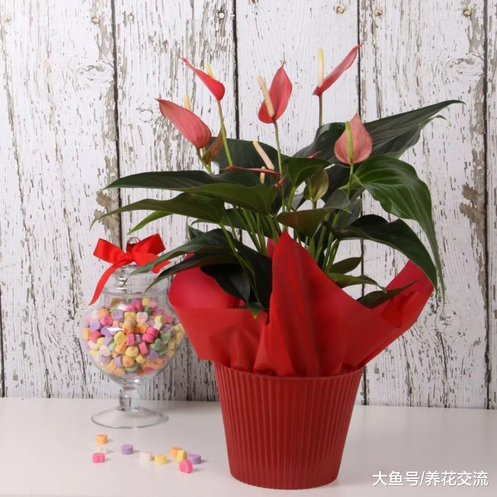 8种看起来特浪漫的观赏盆栽, 养在家里或送给朋友都很适合