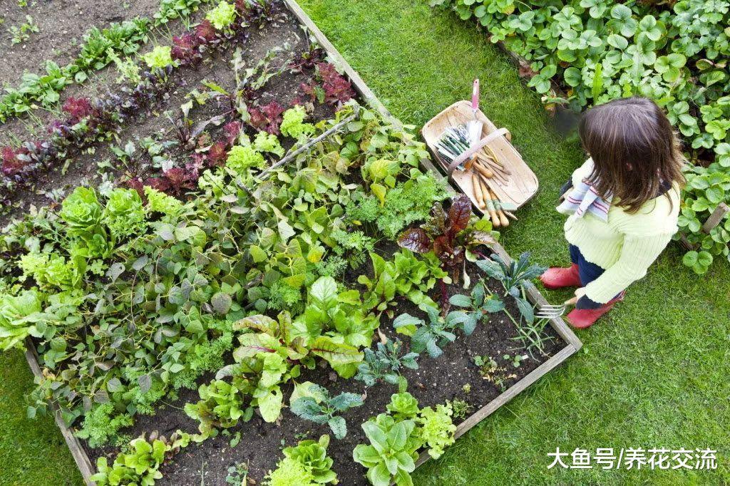 养护薄荷、百里香等香草植物需要注意的10个事项
