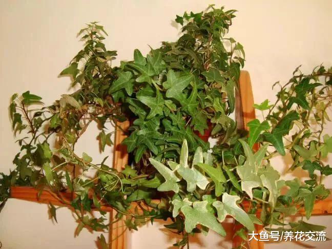 植物没有定期转盆的后果, 花期的盆栽摆哪里最好