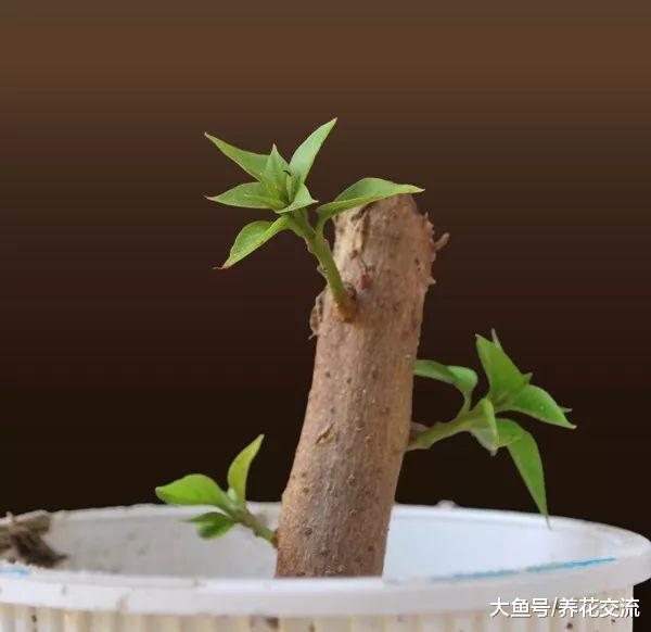 三角梅用硬木枝条扦插也能成功, 看看我家里养的盆栽三角梅