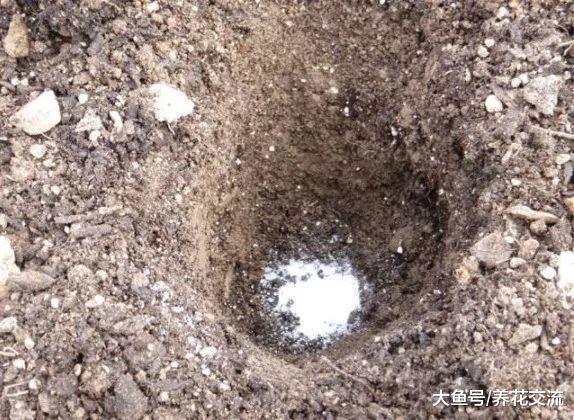 想要番茄生长健壮, 结果更多, 栽种的时候可以放这种东西