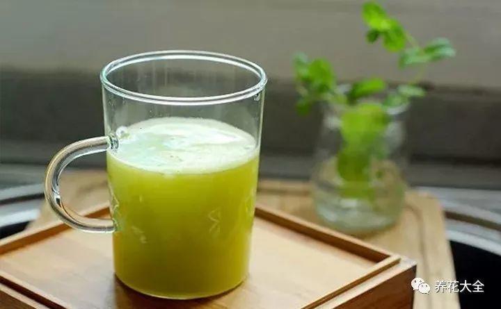 养花就爱招蚊虫? 水里加点薄荷, 叶上蚜虫不再有!