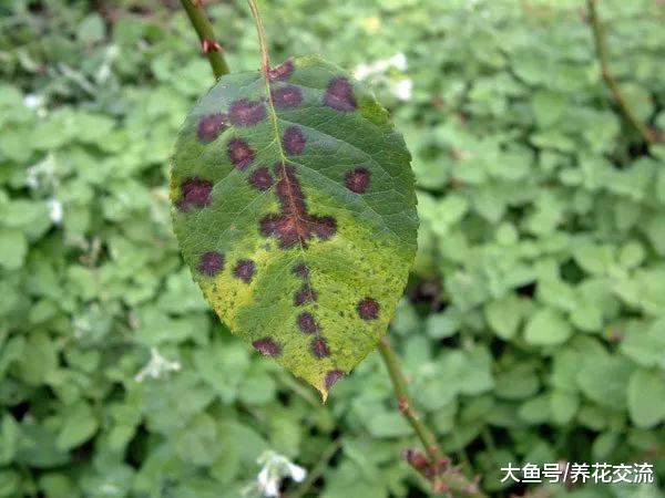 月季夏季容易感染的黑斑病防治的技巧, 不用药剂也能清除