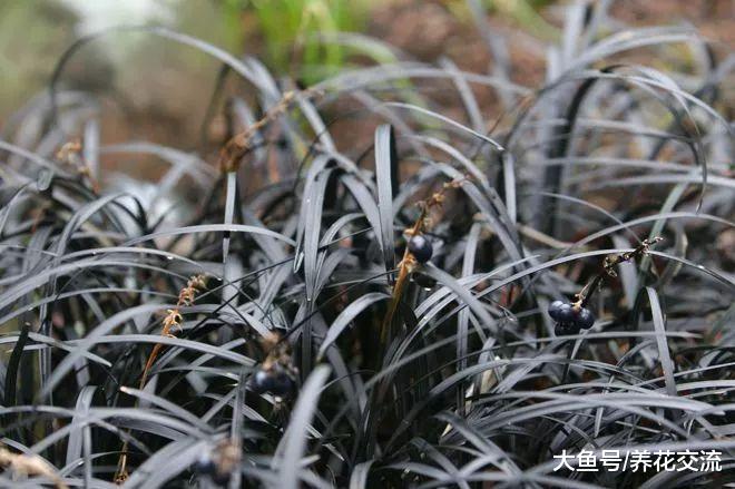 适合布置在家里阴暗处的观赏植物, 哪些会是你喜欢的品种
