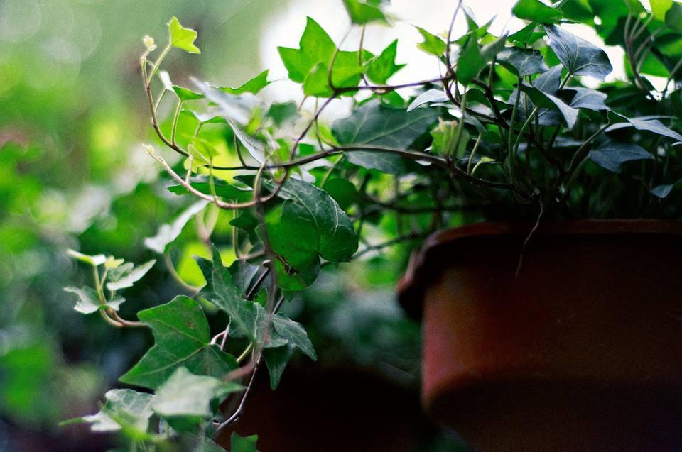 接触到有毒的植物应该如何避免?