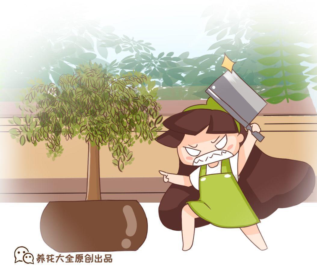 幸福树戳到天花板, 一刀砍下去, 蹭蹭冒芽美翻天!