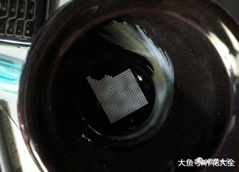 花盆里加点这个, 不烂根不黄叶, 轻松养满盆!