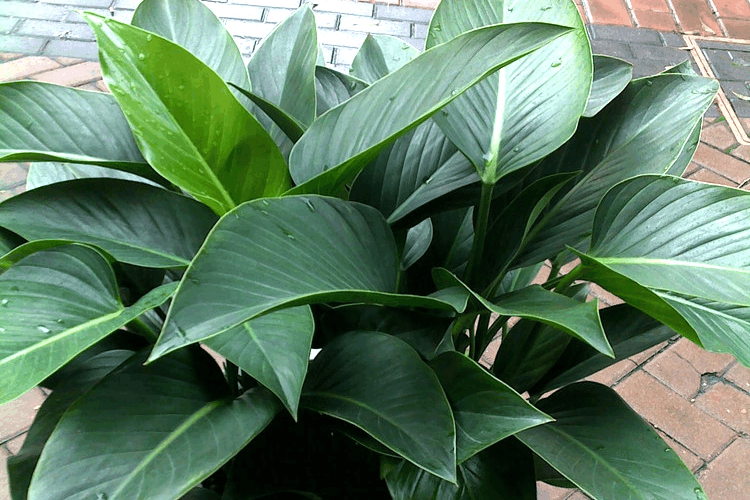 新房有甲醛不敢住? 养盆金钻在家里, 净化效果一级棒!