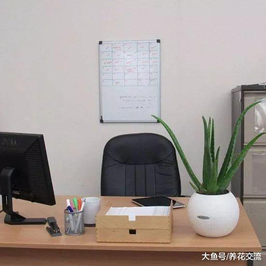 15种养在办公室里不需要经常打理的植物, 小空间就能栽培