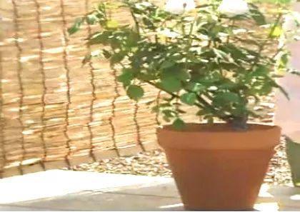 月季防暑大作战! 3招轻松就搞定, 花开不断长满盆!