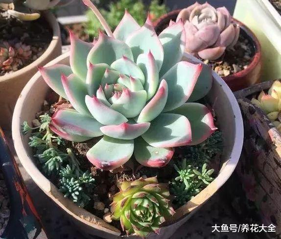 多肉养不好, 问题都出在这了, 看看你中了几条?