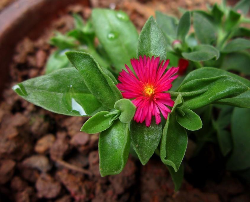 这5种都叫“吊兰”, 却比吊兰好看100倍, 垂吊、观花、赏叶的佳品