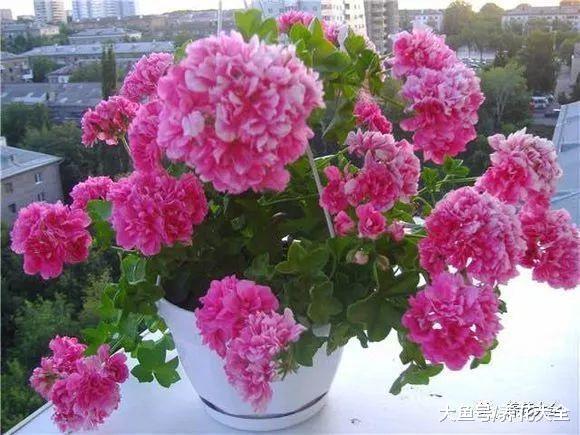 这9种花, 单瓣变双瓣, 瞬间美的像天仙!