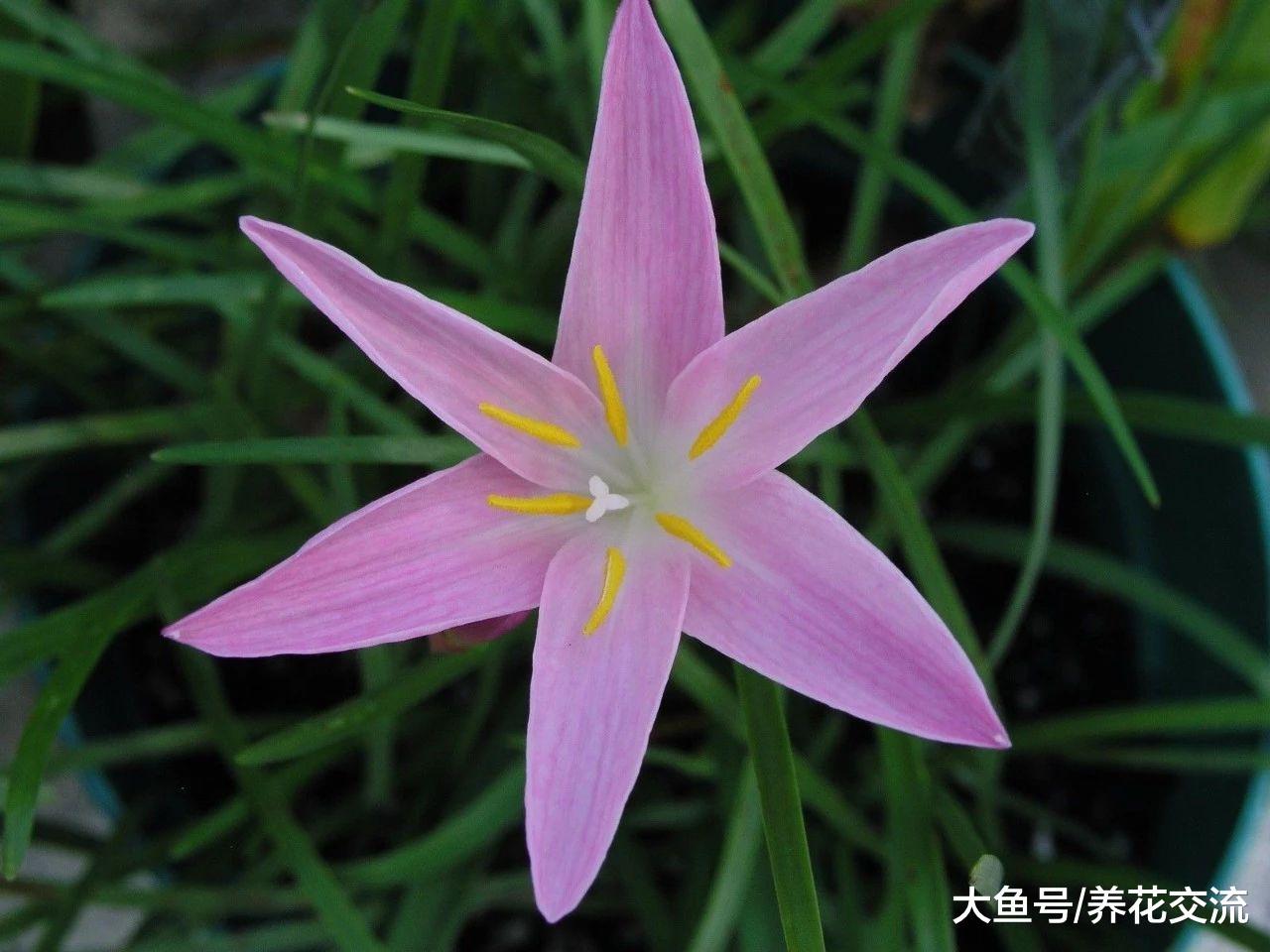 只要有风雨就特别容易开花的一种植物, 适合养有散射光的阳台上