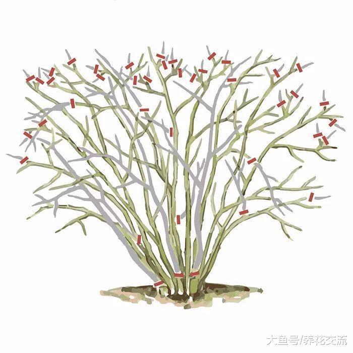 月季花在春天没有进行修剪, 难怪夏秋季节花朵越开越少
