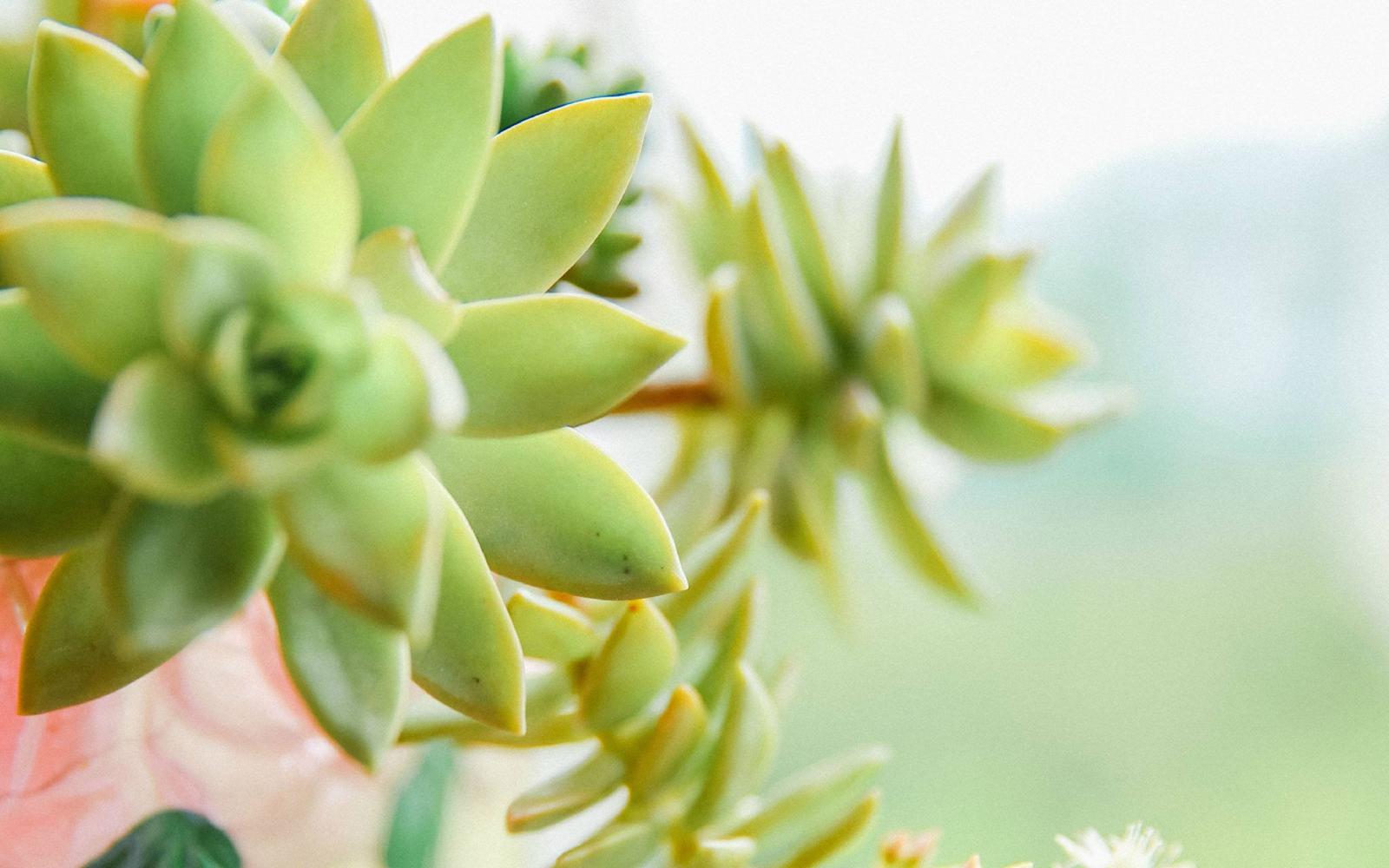 多肉植物叶插繁殖成功的关键是什么?