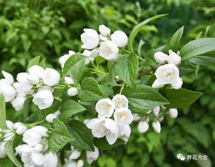 茉莉夏天这么养, 花苞长不停, 一开就是大半年!