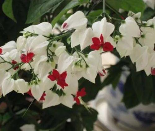 这种叫龙吐珠的植物, 你们见过吗? 听说可以长出一片花架呢!