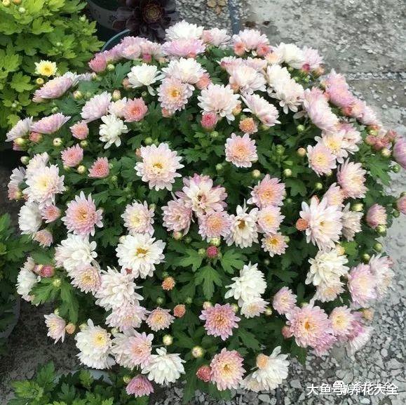 现在不养这种花, 夏天就白过了, 现在种还来得及!