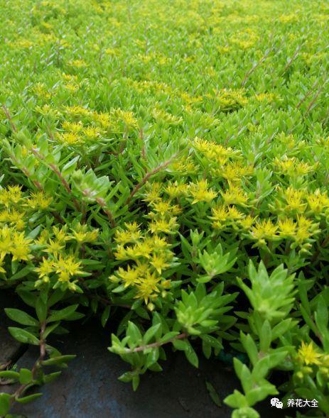 越热越长个儿, 这些花一到夏天就疯长, 爬满整个院子!