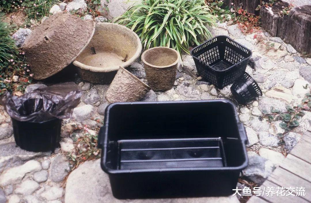 没想到睡莲是这么容易养护的花卉, 北方的朋友也能养水缸里