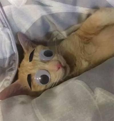 橘猫眼睛太小被嫌弃, 主人帮它装了一双大眼睛, 这画风太辣眼睛!