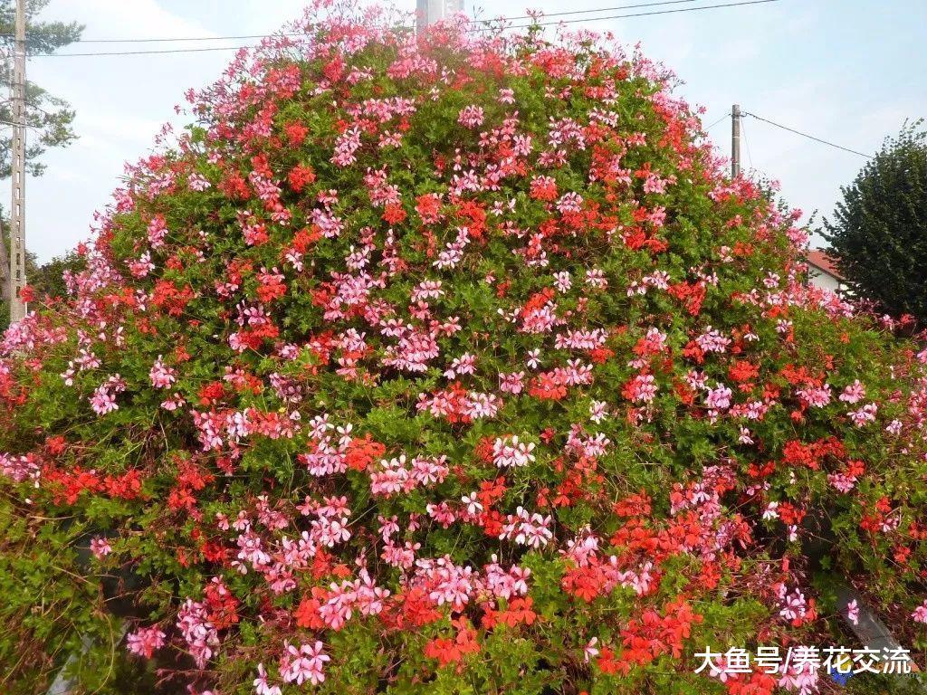 天竺葵还有这么多观赏品种, 有的还能爬几米高