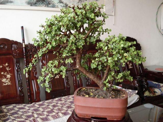 这3种植物做“老桩”盆栽, 剪几刀, 加点“料”, 2年就是小盆景