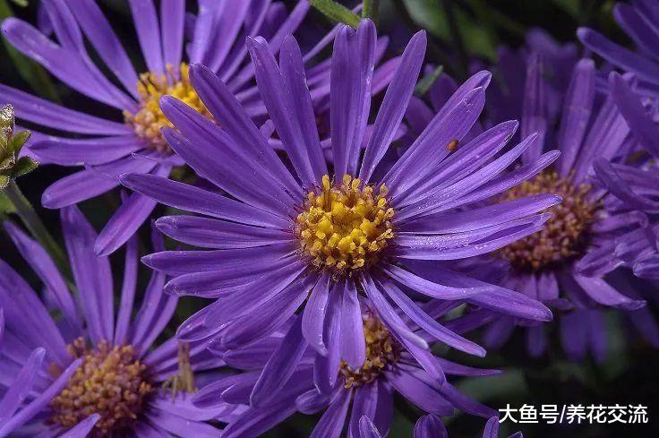 10种常年开花的植物, 养在阳台上一年四季都是花