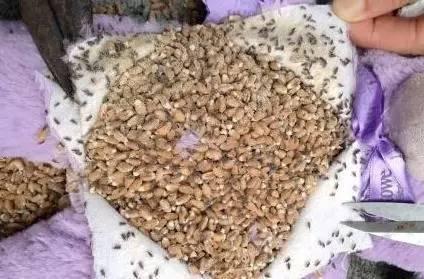 女孩买一大熊, 剪开其肚子后吓一跳, 里面居然是这个东西