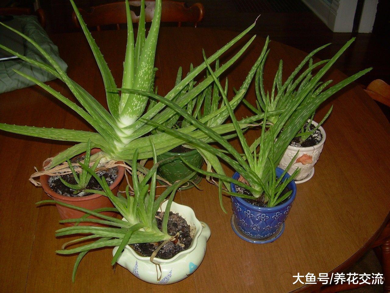 芦荟的病虫害非常少, 为啥还有这么多人养不好?