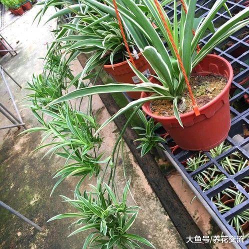 盆栽吊兰的叶子卷曲、叶尖发黑是什么状况, 要怎么才能改善?