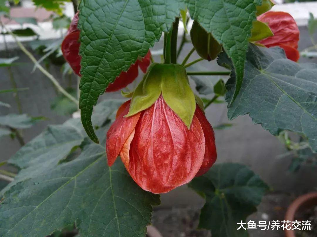 在室内养可以持续开花的风铃花盆栽, 花朵像一个个红灯笼