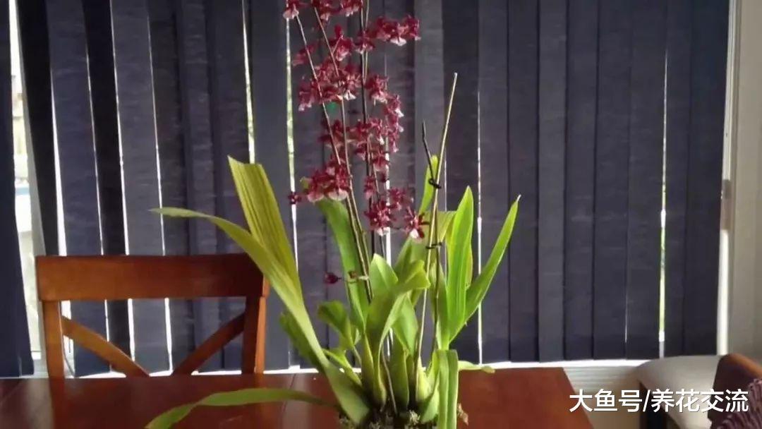 家里养的兰花换盆诸侯叶子不断干枯要怎么处理呢?