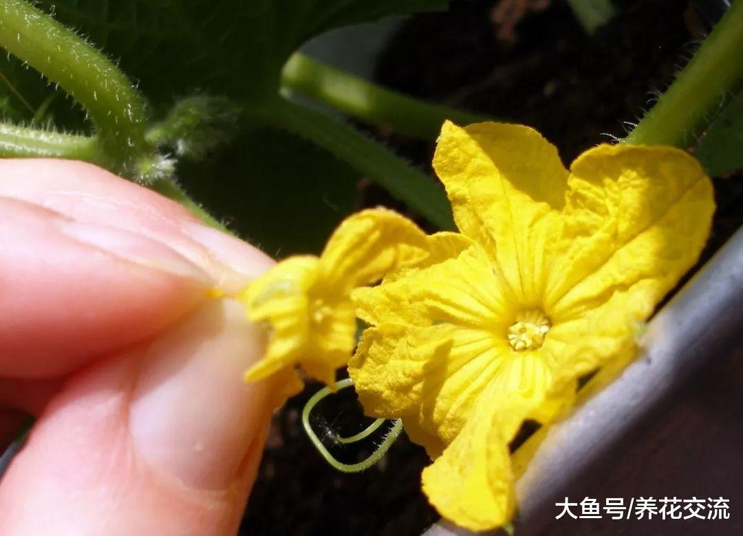 学会给花朵授粉, 能不断收集种子, 来年还能播种繁殖