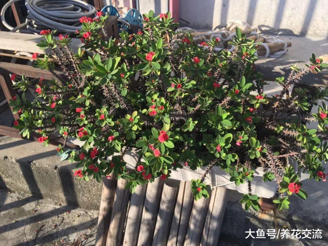 在盐碱、贫瘠的土壤中也能生长开花的铁海棠, 怎么促进多开花
