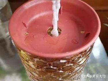 用完的塑料瓶别扔, 这样一改造, 就是自动浇水神器!