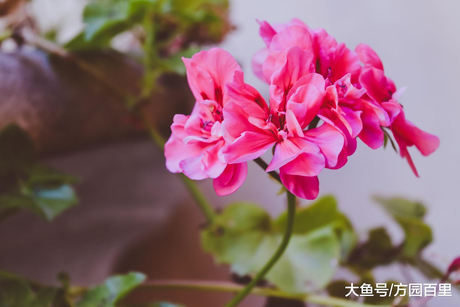 生长调节剂和肥料之间有什么区别吗?