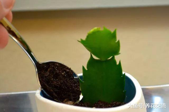 蟹爪兰换盆之后不再开花的原因, 促进开花的几个技巧