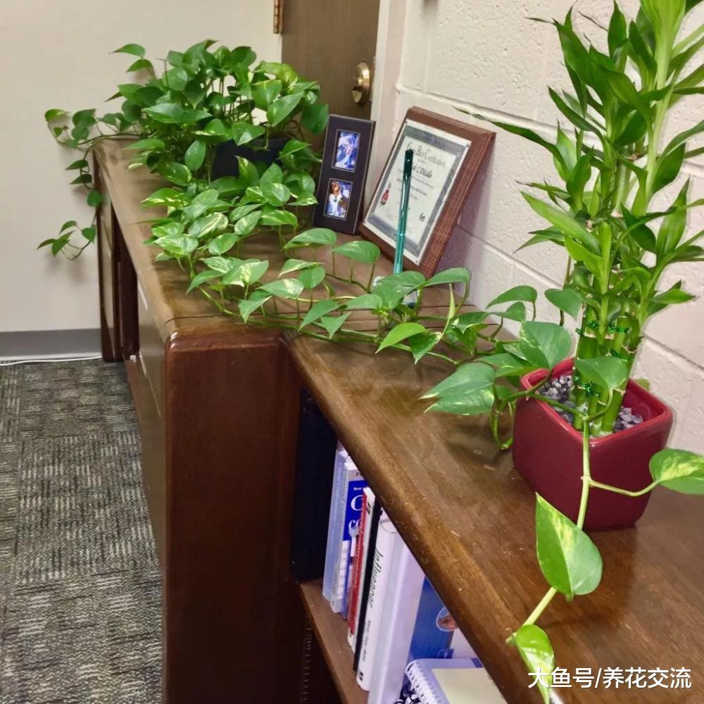 没有窗户的室内环境下, 如何养好盆栽植物呢?