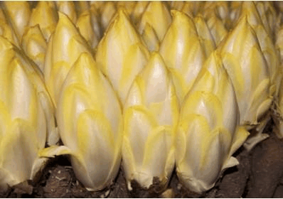 家里盆栽长出“白菜心”, 营养价值高不说, 一斤还能卖“80”元!