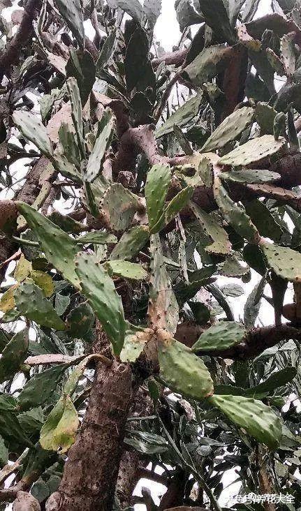 看看这些高龄植物, 仙人掌也可以养这么长时间!