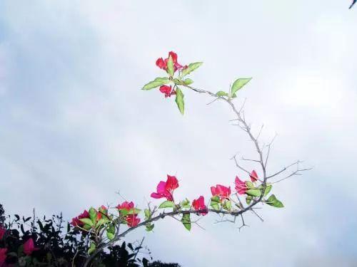 三角梅落叶, 掉花离不开这些原因! 这样处理才能开花长久叶片长绿!