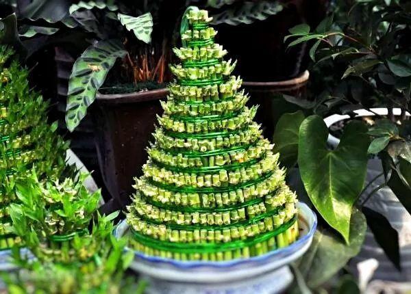 这8种竹子, 个个都是聚宝盆, 养一盆就够了!