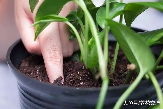 养绿萝出现茎叶发黑腐烂的状况这样处理, 轻松得到新的盆栽